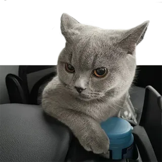 👿 kucing, binatang, kucing abu-abu, hewan peliharaan, felin, lucu telegram sticker