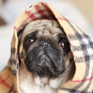 🥺 carlino, cane, coperta, animale, carino, animale domestico telegram sticker