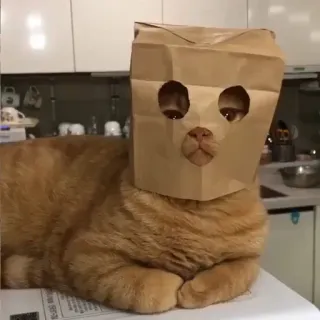 😑 chat, sac en papier, animal, drôle, animal de compagnie, animal domestique telegram sticker