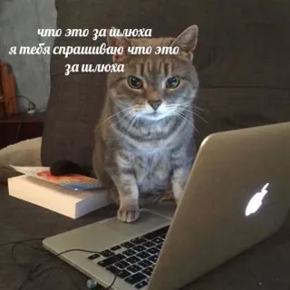 😇 что это это за шлюха я тебя спрашиваю что это это за шлюха cat, laptop, typing, internet, animal, pet telegram sticker