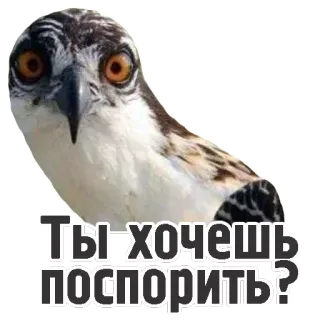 😡 Ты хочешь поспорить? uccello, falco pescatore, testo, russo, adesivo telegram sticker