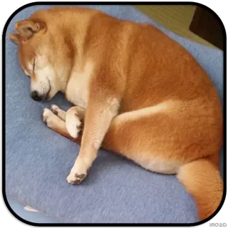 😴 dog, shiba inu, sleeping, animal, pet, cute telegram sticker