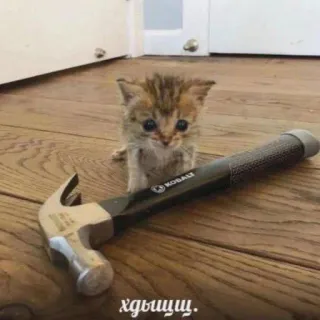 🔨 хдыщщ. telegram sticker