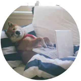 😉 perro, shiba inu, portátil, cama, animal, lindo telegram sticker