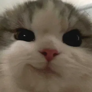 😏 gatto, carino, animale domestico, animale, gattino, divertente, domestico telegram sticker