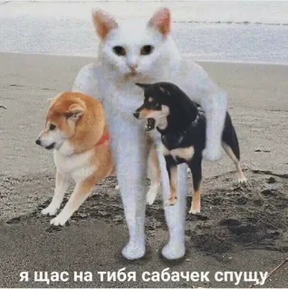 😡 я щас на тибя сабачек спущу telegram sticker
