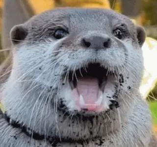 😱 otter, animal, mammal, cute, wildlife, nature telegram sticker