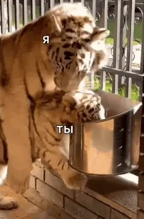 😍 Я
Ты тигр, детеныш, животное, милый, смешной, дикая природа telegram sticker