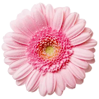 🌻 цветок, розовый, гербера, цветы, природа, цветение telegram sticker