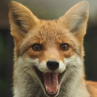 🦊 whatsapp sticker