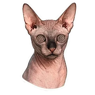 😮‍💨 Sphynx cat telegram sticker