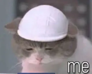 😔 me cat, meme, funny, animal, construction, hat telegram sticker