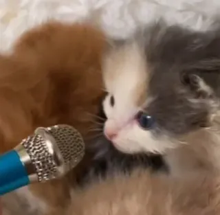 🎀 kitten, microphone, cute, animals, cat, interview whatsapp sticker