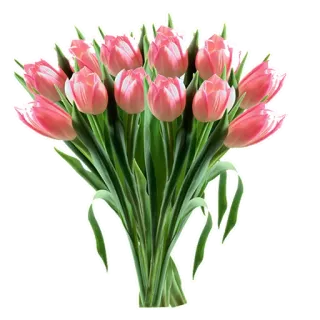 🌷 blumen, tulpen, strauß, rosa, frühling, blumenmuster telegram sticker