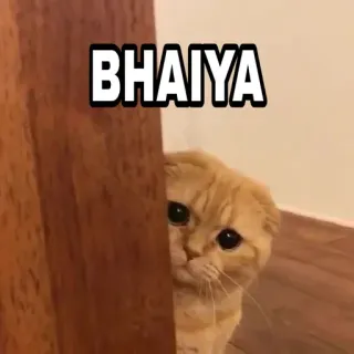 🍁 BHAIYA Katze, süß, Meme, Bhaiya, Bruder, Haustier telegram sticker