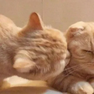 ✨ gato, gatos, animal de estimação, animais de estimação, animal, animais, animal doméstico, animal de estimação telegram sticker