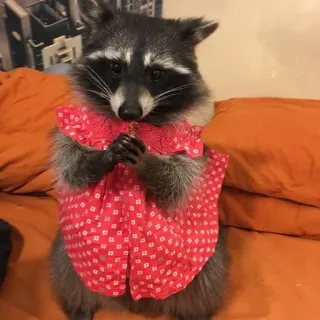 👗 енот, животное, милый, платье, питомец, млекопитающее telegram sticker