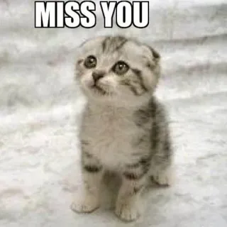 Funny Cats telegram stickers
