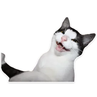 🐱 gato, animal, mascota, divertido, meme, riendo, lindo telegram sticker