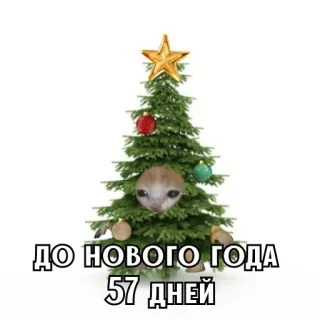 🎄 ДО НОВОГО ГОДА 57 ДНЕЙ noël, nouvel an, chat, mème, russe, compte à rebours whatsapp sticker