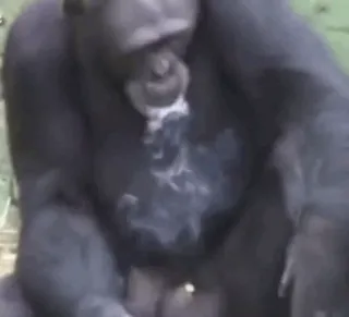 🚬 gorilla, animal, ape, primate, wildlife telegram sticker