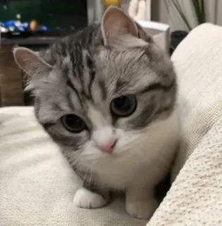 😔 cat, cute, pet, animal, kitten whatsapp sticker