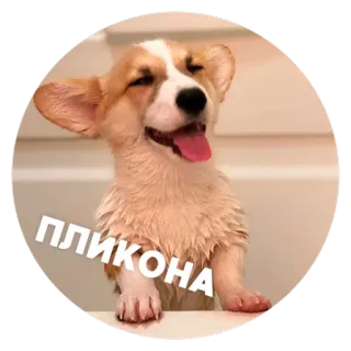 😊 ПЛИКОНА コーギー, 犬, かわいい, 動物, 子犬 telegram sticker
