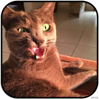 😨 chat, animal de compagnie, animal, bleu russe, chat gris, animal domestique whatsapp sticker