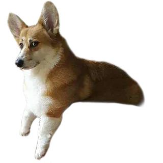 😉 corgi, perro, mascota, animal, lindo, amigable whatsapp sticker