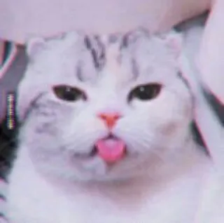 🍓 gato, lengua, animal, mascota, lindo, gracioso, pegatina telegram sticker