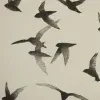 🕊️