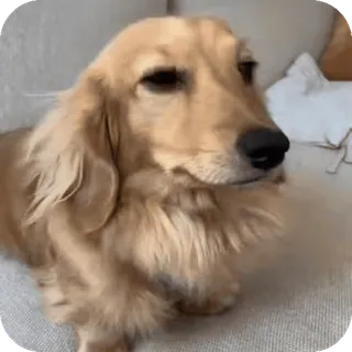 🐶 dog, dachshund, pet, animal, cute, domestic animal whatsapp sticker