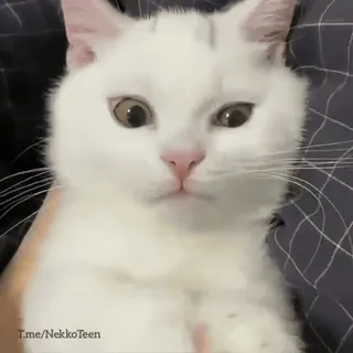 😤 T.me/NekkoTeen cat, white cat, cute, animal, pet, domestic cat, NekkoTeen telegram sticker