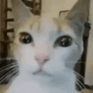 🤬 cat, pet, animal, domestic animal, mammal, feline whatsapp sticker