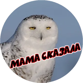 😃 МАМА СКАЗАЛА uil, vogel, mama, vertelde, сказла telegram sticker