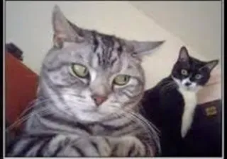 😏 cat, pet, animal, feline, domestic cat, gray cat telegram sticker