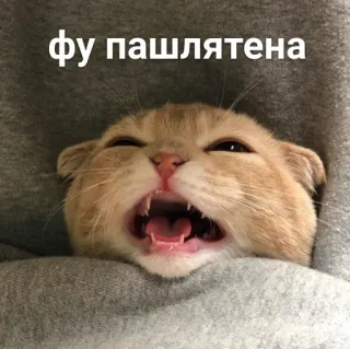🤮 фу пашлятена แมว, โกรธ, น่ารัก, สัตว์, มีม whatsapp sticker