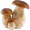 🍄
