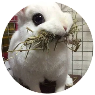 🤤 rabbit, bunny, animal, pet, cute, white telegram sticker