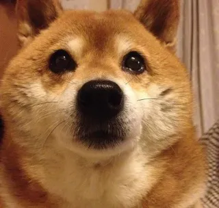 😭 anjing, shiba inu, hewan, peliharaan, imut, hewan peliharaan whatsapp sticker