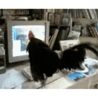 🐔 Huhn, Tier, Computer, Lustig, Schreibtisch, Tastatur telegram sticker
