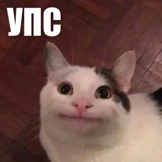 🫣 УПС cat, meme, funny, animal, pet telegram sticker