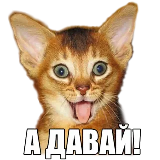 😏 А ДАВАЙ! gato, gatito, ruso, meme, а давай, animal whatsapp sticker