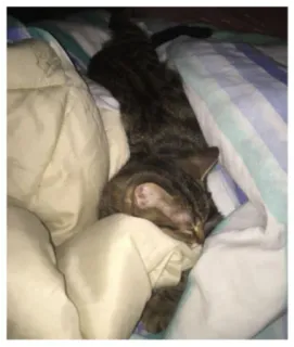 😴 gato, dormindo, animal, animal de estimação, gato doméstico, felino, preguiçoso, listrado, aconchegante telegram sticker