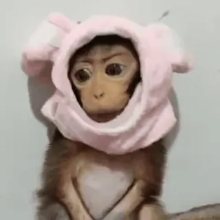 🐵 обезьяна, животное, шляпа, розовый, милый, смешной, примат telegram sticker