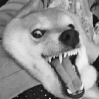 🌝 pies, zwierzę, mem, śmieszne, zwierzak, shiba inu telegram sticker