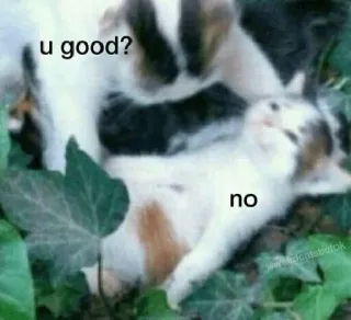 🙁 u good? no gatti, meme, divertente, animale, gatto, animale domestico telegram sticker