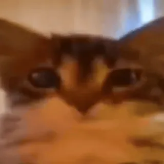 😐 猫, 動物, ペット, ネコ telegram sticker