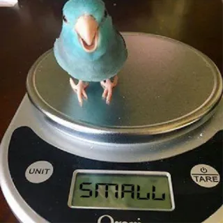 😠 SMALL oiseau, écaille, petit, perruche Catherine, animal de compagnie, animal telegram sticker