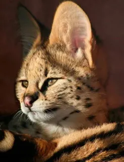 🗿 Serval, Katze, Wildtier, Tier, Katzenartig, Säugetier, Punkte, Ohren whatsapp sticker